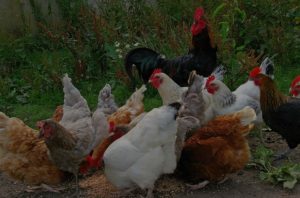 la ferme de jc - volaille fermiere
