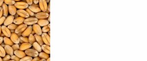 la ferme de JC-grains de blé