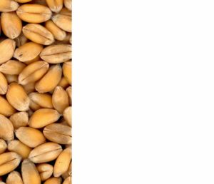 la ferme de JC-grains de blé