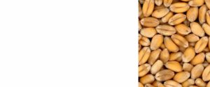 la ferme de JC-grains de blé
