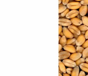 la ferme de JC-grains de blé